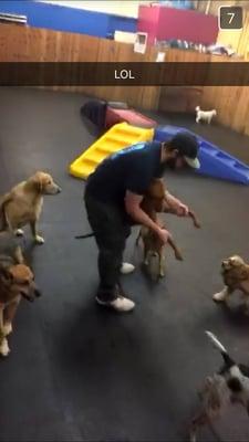 Giving some pups dance lessons