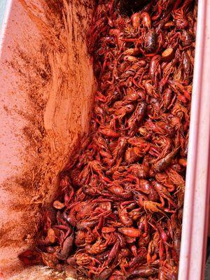 Crawfish!