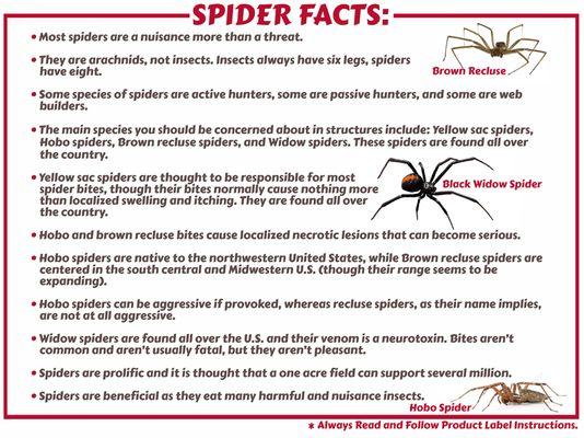 Spider Facts