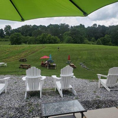 View of vineyard from outdoor patio