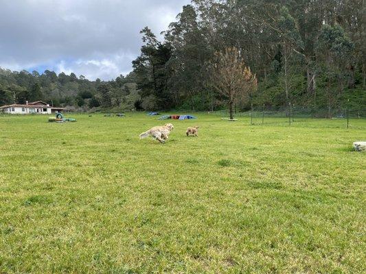 Vicki's Little Rascals Doggy Daycare Ranch