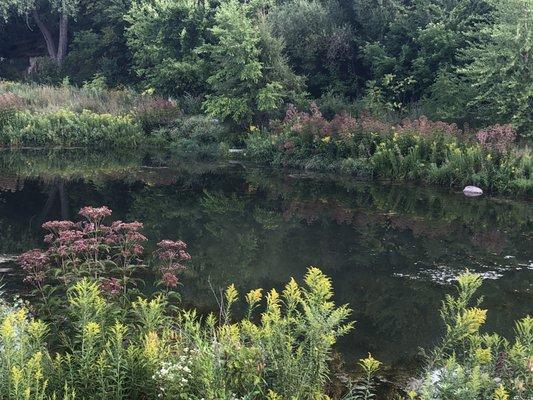 A peaceful pond surrounded by wildflowers just steps from Downtown St. Paul