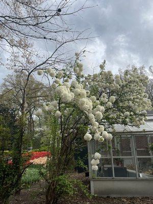 Hydrangeas