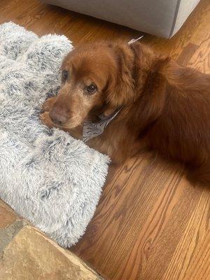 Chase enjoying his bone after Spa visit!