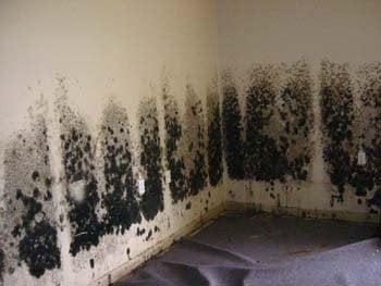 Black mold on walls