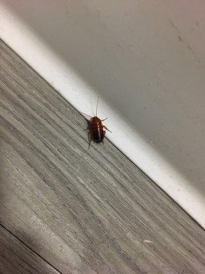 weekly little bugger found in the bathroom