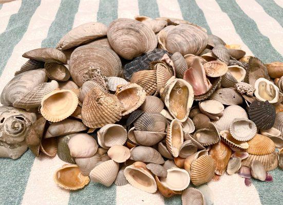 More hand selected shells from Myrtle Beach