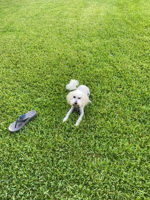 A dog with a haircut