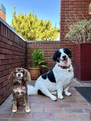 Happy doggies after a trip to Foggy Doggy!