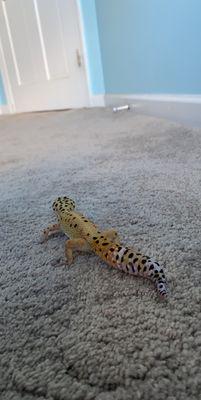 My lizard