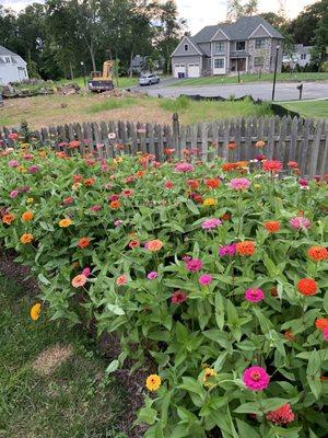 State Fair Zinnias from Caldwell Nursery! They're 4-4 1/2 feet already !