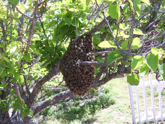 hive removal from tree