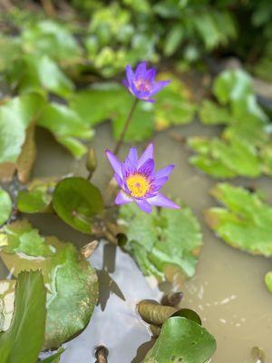 Water Lily