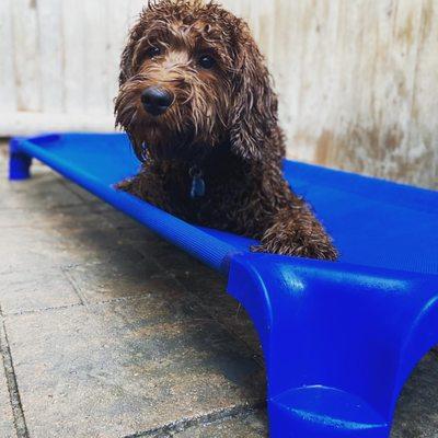 Finley on one of the outdoor beds after running through the mini pools!