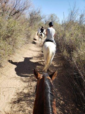 Desert Horse Adventures