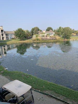 The pond... looks like this pretty often