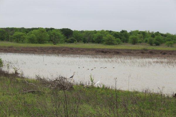 Shore birds