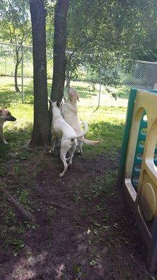 Playtime in the nature yards