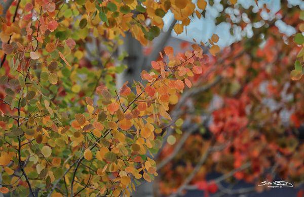 Fall colors from trees around the Sunriver properties