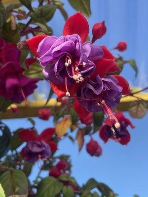 Beautiful flowers above the benches