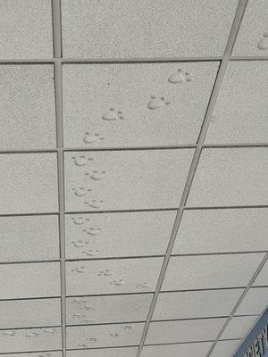 Cute paw prints on the ceiling