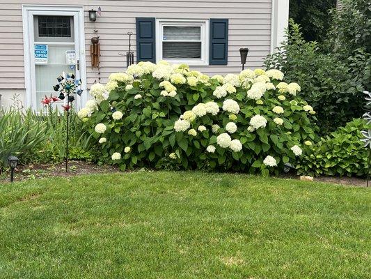 Snowball Bush