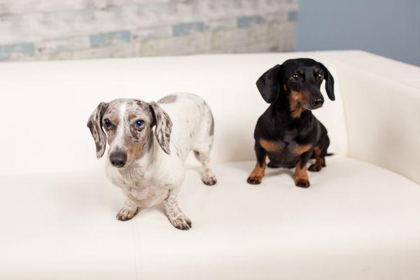 Our mascots Sophie and Willie. They may be in the studio when you come in!