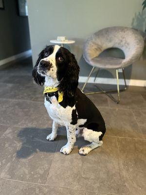 Major after his last grooming.