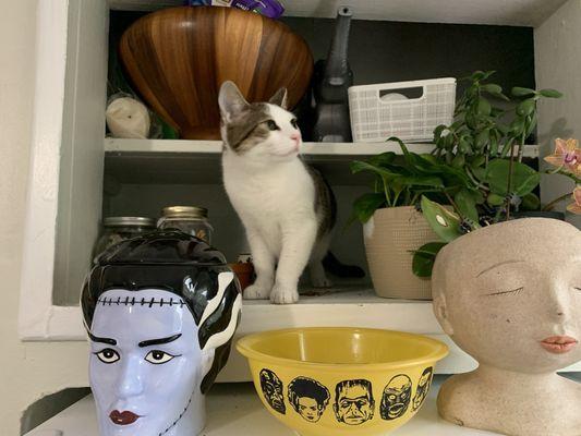 The the cookie jar and bowl are from a vendor at an event WW hosted.