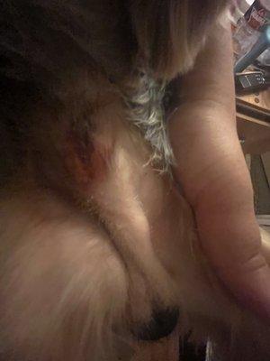 Close up view of injury noticed after grooming