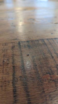 Baby roach enjoying a spot on the table.