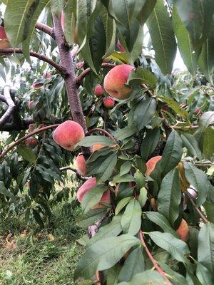 Pick your own peaches