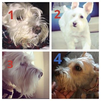 (1) Before his cut (2)Great cut in LA-July 2015.  (3) Great cut in Dallas-2014 (4)tragic cut from The Barking Lot -Nov 4, 2015.