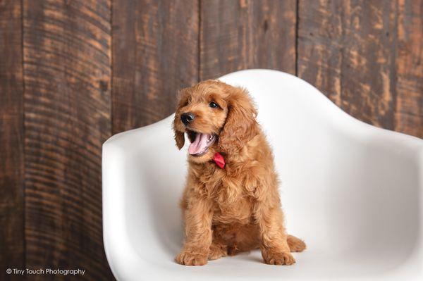 Studio Pet Photography. We love puppies!