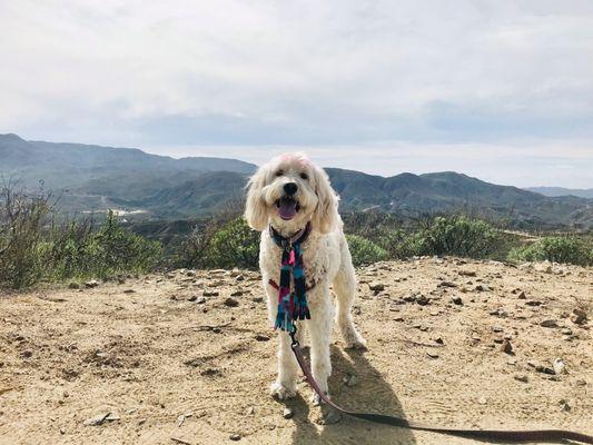 Another post-grooming pic of Snickers in her scarf on a hike. Still looking good after climbing mountains and hills LMAO