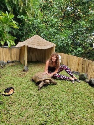 The tortoise enclosure, built with supplies I bought a Home Depot (all but the thatch for the roof)