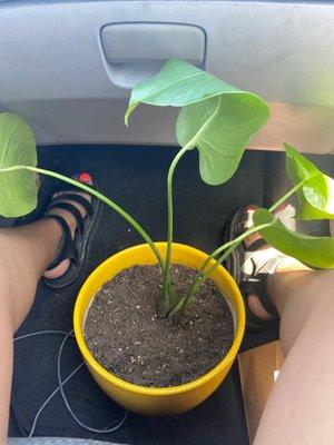 Planted propagation