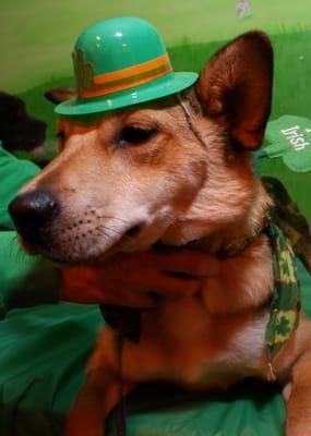 Irish Pooch Party for St. Pattys Day!