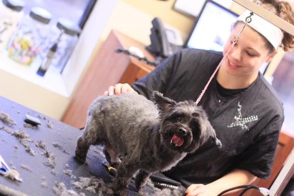 We have one of the largest and nicest grooming rooms in Chicago.  We provide grooming seven days per week