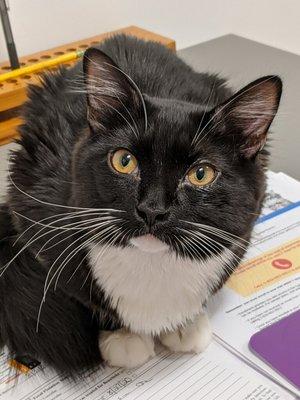 Cute kitty sitting on records!