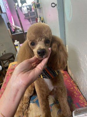 Toby with his beautiful poodle haircut