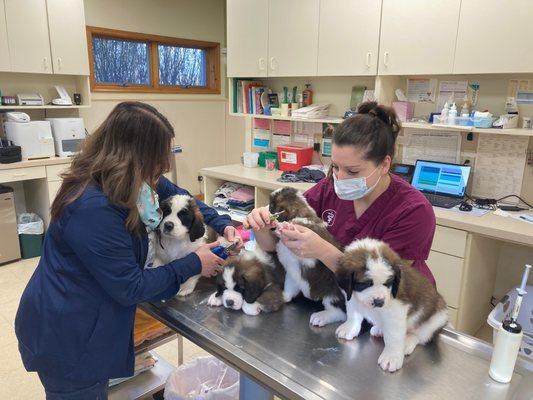 The gang is all here for their first nail trim!