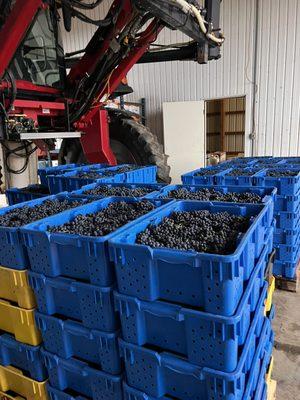 Cold climate grapes grown in our region and all of our wine is processed on site in our cellar