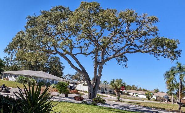 Oak tree undamaged after Hurricane Ian