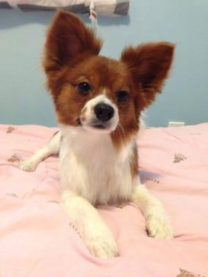 They did a great job on his hair cutt! :) I was happy with the results! My papillon looks amazing