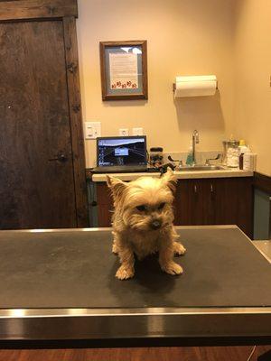 Our nervous little one waiting on the veterinarian.