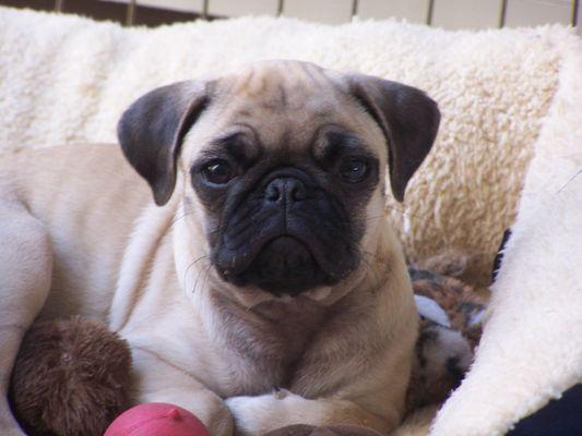 Our healthy and happy pug at Sun City Vet