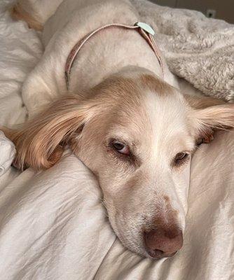 Latte resting after groomers