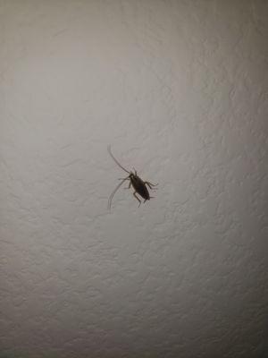 ROACHES IN MY APARTMENT RIDICULOUS