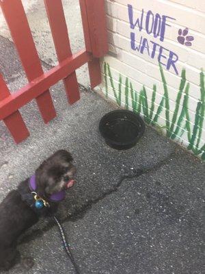 Water for pups at the walk up window.